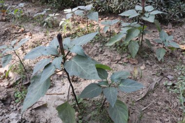 Tıbbi ihtiyaç için çiftlikteki Datura metel ağacı bitkisi