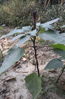 Tıbbi ihtiyaç için çiftlikteki Datura metel ağacı bitkisi