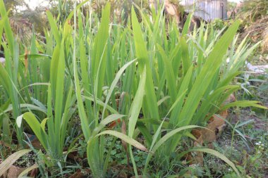 Çiftlikteki sarı sakallı Iris Çiçeği hasat için nakit mahsuldür.