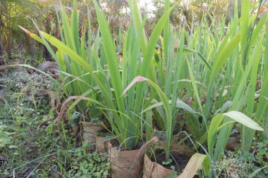 Çiftlikteki sarı sakallı Iris Çiçeği hasat için nakit mahsuldür.