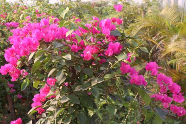 Bougainvillea Spectabilis 'in fidanlıktaki çiçek bitkisi hasat için nakit mahsulüdür.