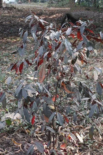 Tanaman Pohon Croton Alabama Pertanian Untuk Panen Adalah Tanaman Kas — Stok Foto