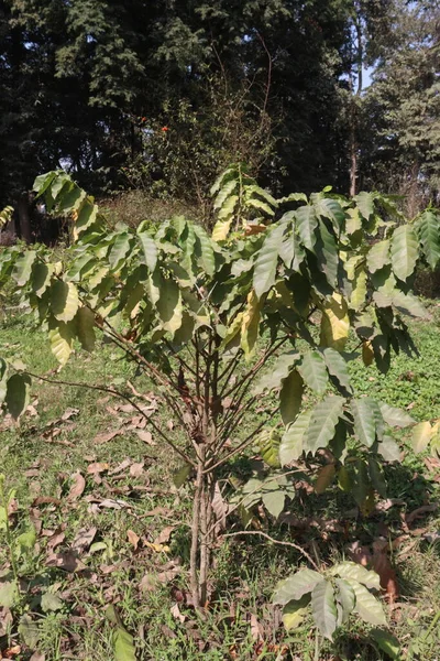 Kaffeebaumpflanze Auf Bauernhof Für Die Ernte Sind Cash Crops — Stockfoto