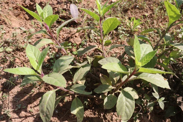 stock image sarpagandha tree in farm for harvest and herbal use