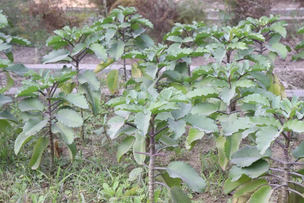 Καλλιέργεια Φύλλων Kalanchoe Pinnata Για Συγκομιδή Και Φυτική Χρήση Είναι — Φωτογραφία Αρχείου