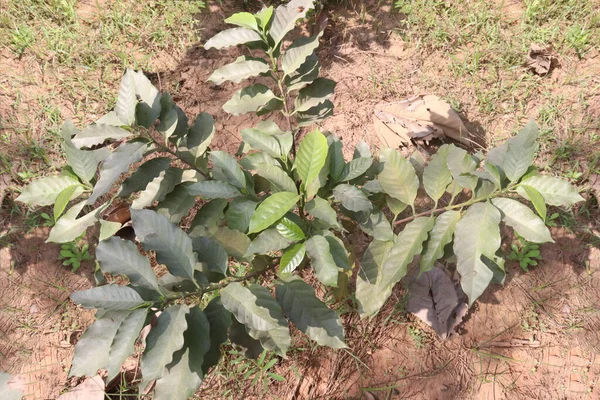 Koffie Boom Plant Het Bedrijf Voor Oogst Zijn Cash Gewassen — Stockfoto