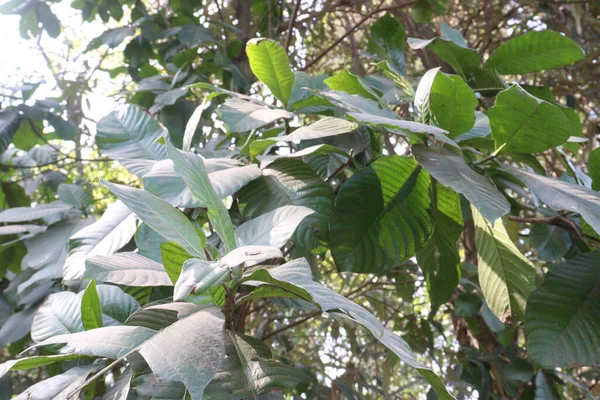 Magnolia Caricifragrans Boomkwekerij Voor Oogst — Stockfoto