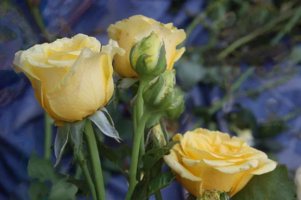 Yellow colored rose on shop for sell are cash crops