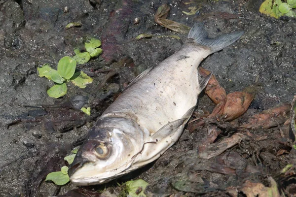 Göldeki kötü sudan dolayı ölü gümüş sazan balığı.