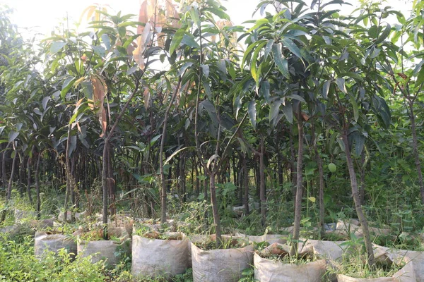 Mangobaumpflanze Auf Bauernhof Für Die Ernte Sind Cash Crops — Stockfoto