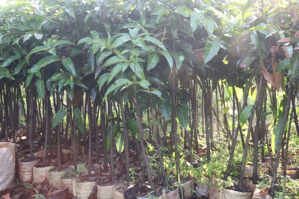 Mangoboom Plant Boerderij Voor Oogst Zijn Cash Gewassen — Stockfoto