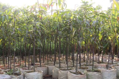 Çiftlikteki mango ağacı hasadı nakit mahsulüdür.