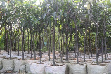 Çiftlikteki mango ağacı hasadı nakit mahsulüdür.