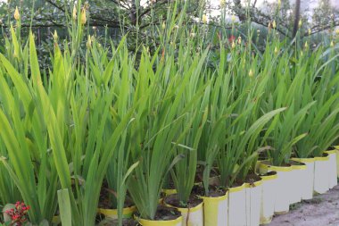 Çiftlikteki sarı sakallı Iris Çiçeği hasat için nakit mahsuldür.