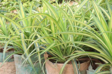 Çiftlikteki pandanus veitchii yaprağı ağacı nakit mahsulüdür.