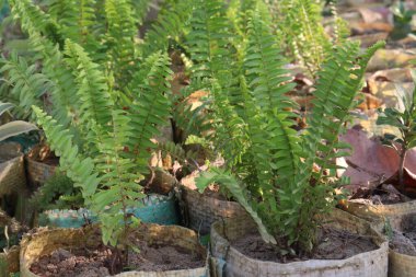 Eğreltiotu tarlasında hasat için nakit mahsuller var.