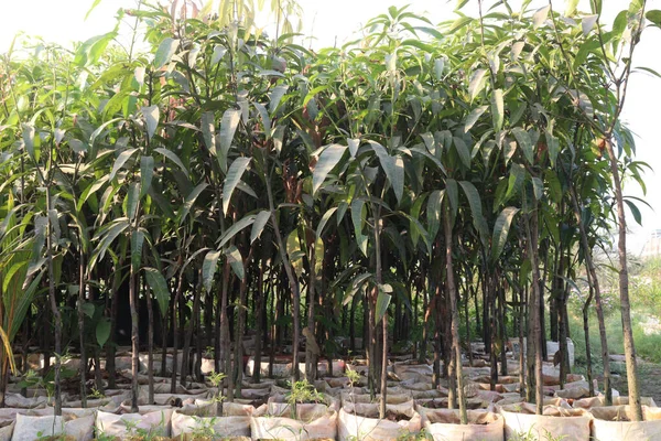 Φυτό Μάνγκο Στην Εκμετάλλευση Για Συγκομιδή Είναι Καλλιέργειες Μετρητών — Φωτογραφία Αρχείου