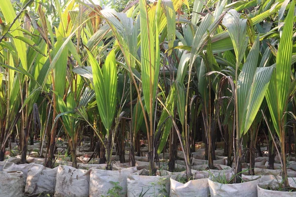 Kokosnoot Boom Boerderij Voor Oogst Zijn Cash Gewassen — Stockfoto