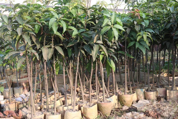 Rośliny Mango Gospodarstwie Zbiory Uprawami Gotówkowymi — Zdjęcie stockowe