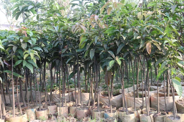収穫のための農場のマンゴーの木の植物はキャッシュ作物です — ストック写真