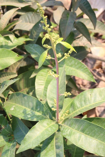 Kwiat Mango Drzewie Gospodarstwie Zbiory Uprawy Gotówkowe — Zdjęcie stockowe