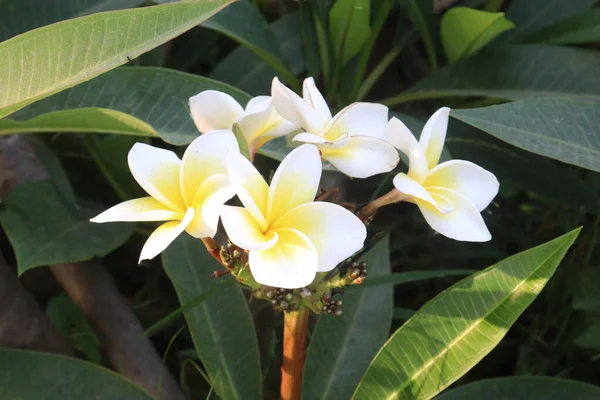 Frangipani Blumenpflanze Auf Farm Für Die Ernte Sind Cash Crops — Stockfoto