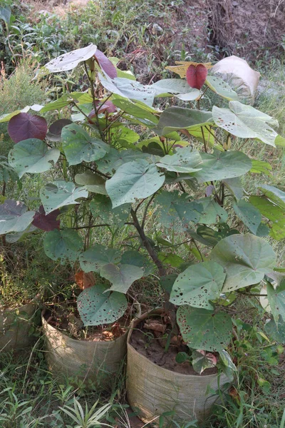 Planta Flores Hibisco Tiliaceus Granja Para Cosecha Son Cultivos Comerciales — Foto de Stock