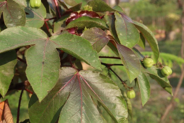 Jatropha Gossypiifolia Leaves Tree Plant Farm Harvest Cash Crops — Stock Photo, Image