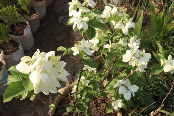 Malabarský Květ Farmě Pro Sklizeň Jsou Peněžní Plodiny — Stock fotografie