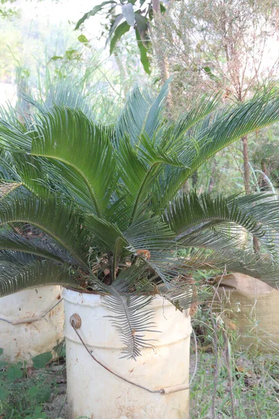 Sago Palm Roślin Gospodarstwie Zbiory Upraw Pieniężnych — Zdjęcie stockowe
