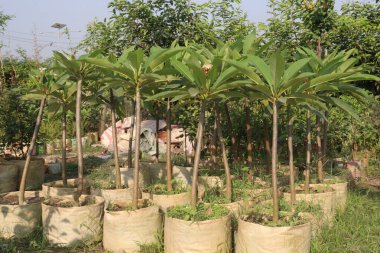 Çiftlikteki Frangipani çiçek bitkisi hasat için nakit mahsuldür.