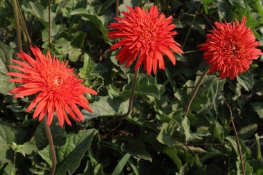 Çiftlikteki kırmızı renkli Gerbera çiçeği ekinleri nakit mahsulleridir.