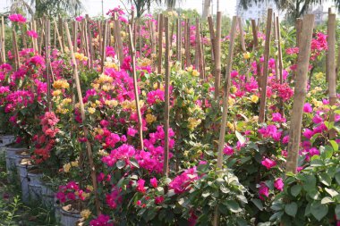 Bougainvillea Spectabilis 'in fidanlıktaki çiçek bitkisi hasat için nakit mahsulüdür.