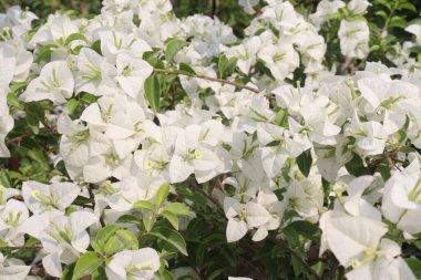Bougainvillea Spectabilis 'in fidanlıktaki çiçek bitkisi hasat için nakit mahsulüdür.