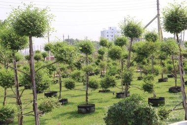 Çiftlikteki Ficus Topiary ağacı hasat için nakit mahsuldür.