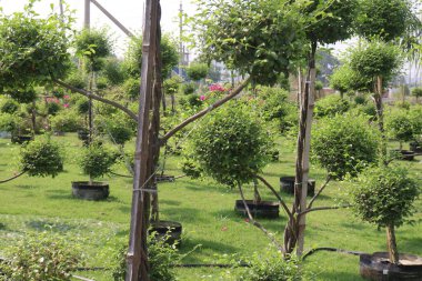 Çiftlikteki Ficus Topiary ağacı hasat için nakit mahsuldür.