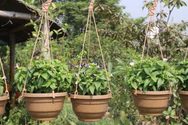 Ağaçtaki lades kemiği çiçeği asılmış tencerede fidanlıkta hasat için nakit mahsulleri vardır.