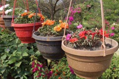 Tarlada asılı duran saksıdaki yosun gülü çiçekleri nakit mahsulleridir.