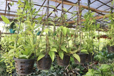 Hoya carnosa yaprağı bitkisi çiftlikteki asma kabında hasat için nakit mahsulleri var.