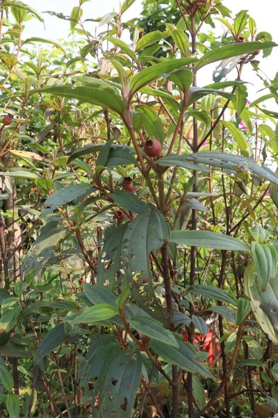 Melastoma Malabathricum Bogyós Növény Gazdaságban Betakarítás Készpénz Növények — Stock Fotó