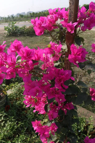 Квіткова Рослина Бугенвіля Розпліднику Збору Врожаю Готівкові Культури — стокове фото