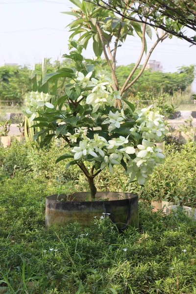 Цветочные Растения Малабар Ферме Сбора Урожая Являются Товарными Культурами — стоковое фото