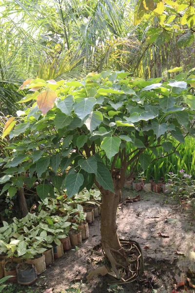 Banyan Vagy Szent Füge Bonsai Gyerekszobában Eladásra Készpénz Növények — Stock Fotó