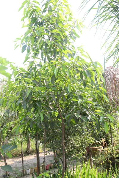 Mimusops Elengi Planta Árvore Berçário Para Colheita Sua Madeira Valiosa — Fotografia de Stock