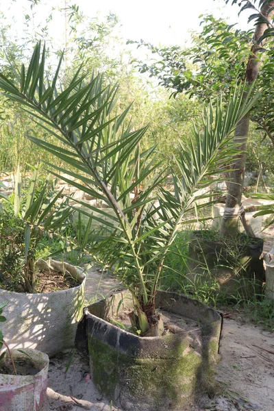 Date palm tree in farm for harvest are cash crops