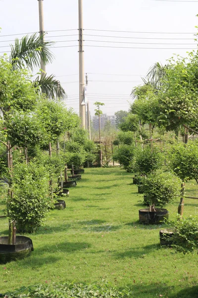 Ficus Topiary Planta Árboles Granja Para Cosecha Son Cultivos Comerciales — Foto de Stock