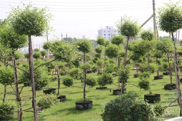 Ficus Φυτά Οπωροφόρων Δένδρων Στην Εκμετάλλευση Για Συγκομιδή Είναι Καλλιέργειες — Φωτογραφία Αρχείου
