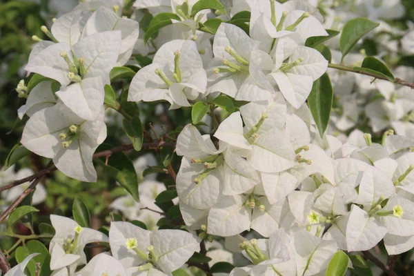 stock image Bougainvillea spectabilis flower plant on nursery for harvest are cash crops