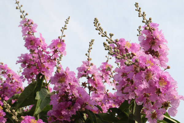 Lagerstroemia speciosa flower plant on farm for harvest are cash crops