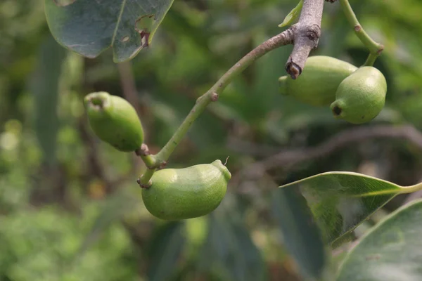 Syzygium Jambos Φρούτα Στο Δέντρο Στο Αγρόκτημα Για Συγκομιδή Είναι — Φωτογραφία Αρχείου